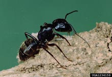 Carpenter ant.