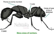 Black carpenter ant.