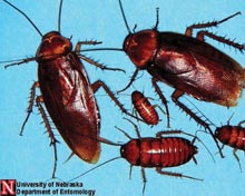 American Cockroach