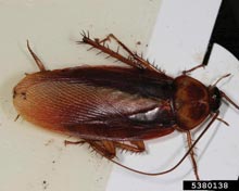 American Cockroach