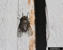 Cluster Flies