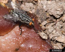 Flesh Flies