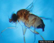 Phorid Flies