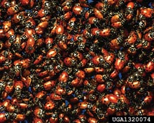 Lady Beetles