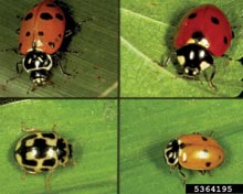 Lady Beetles