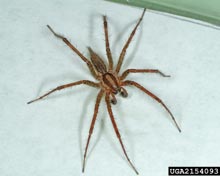 Funnel Web Spiders